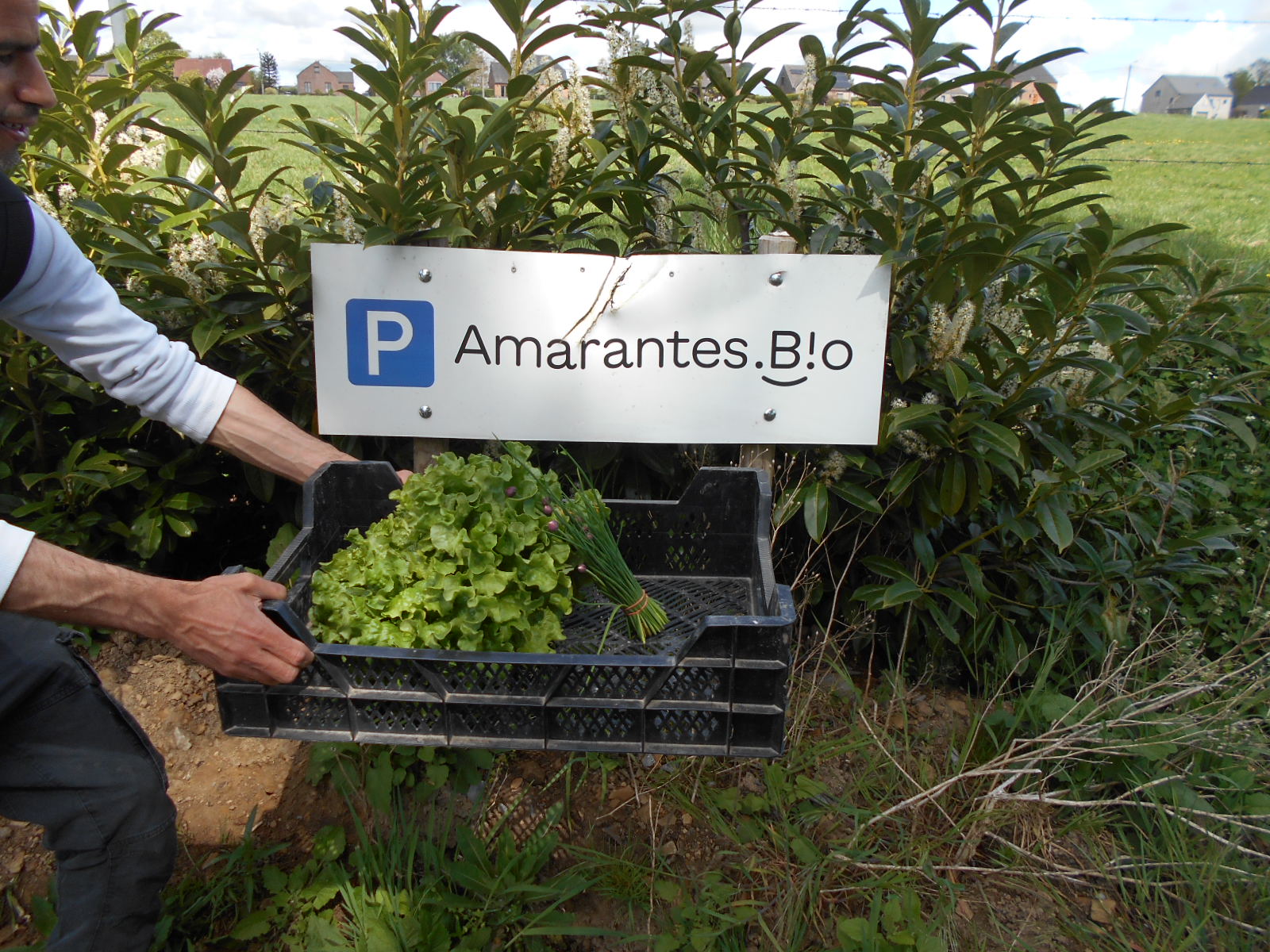 Amarantes.bio, notre hte