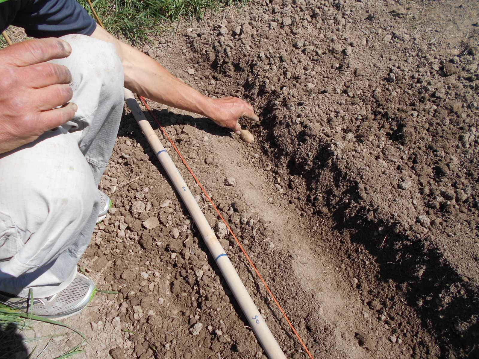 Planter le pommes de terre  la bonne distance